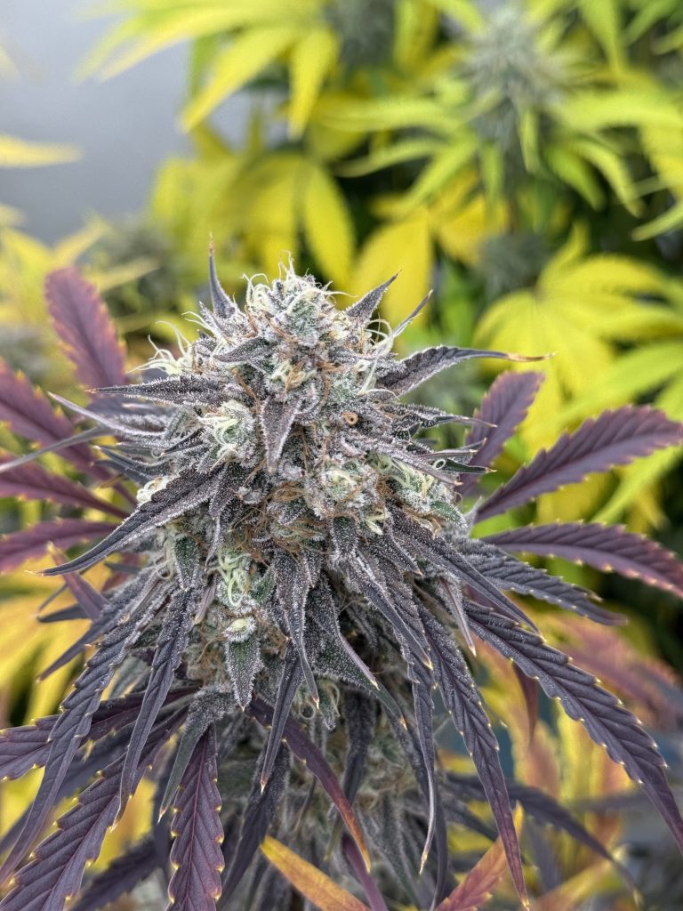 Tides Rest Strain