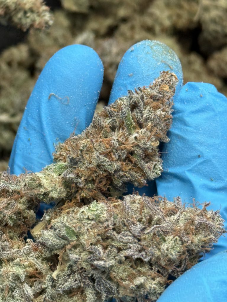 Watermelon Kush