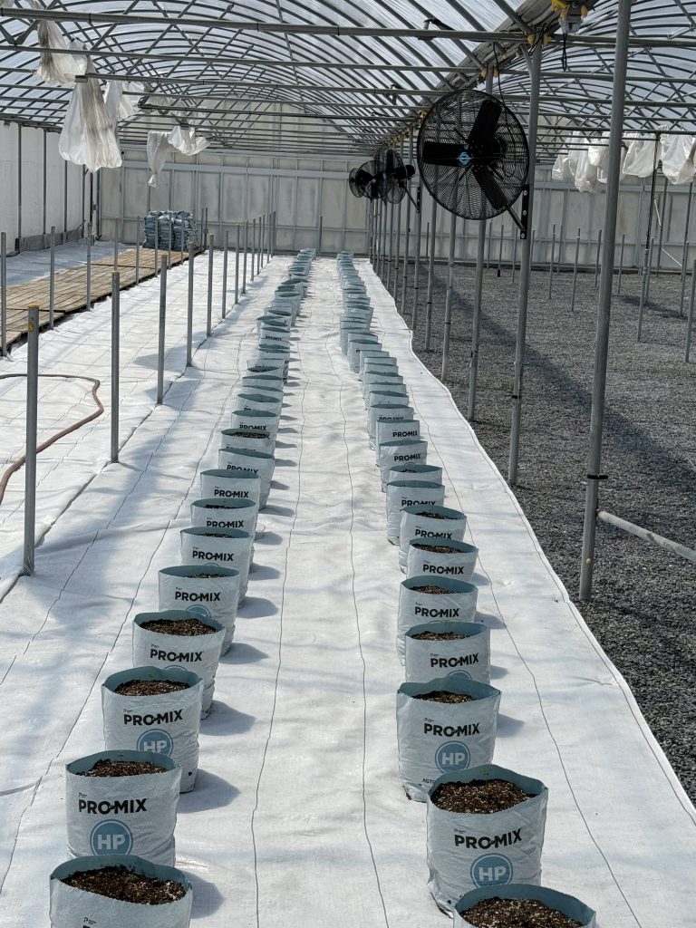 Greenhouse