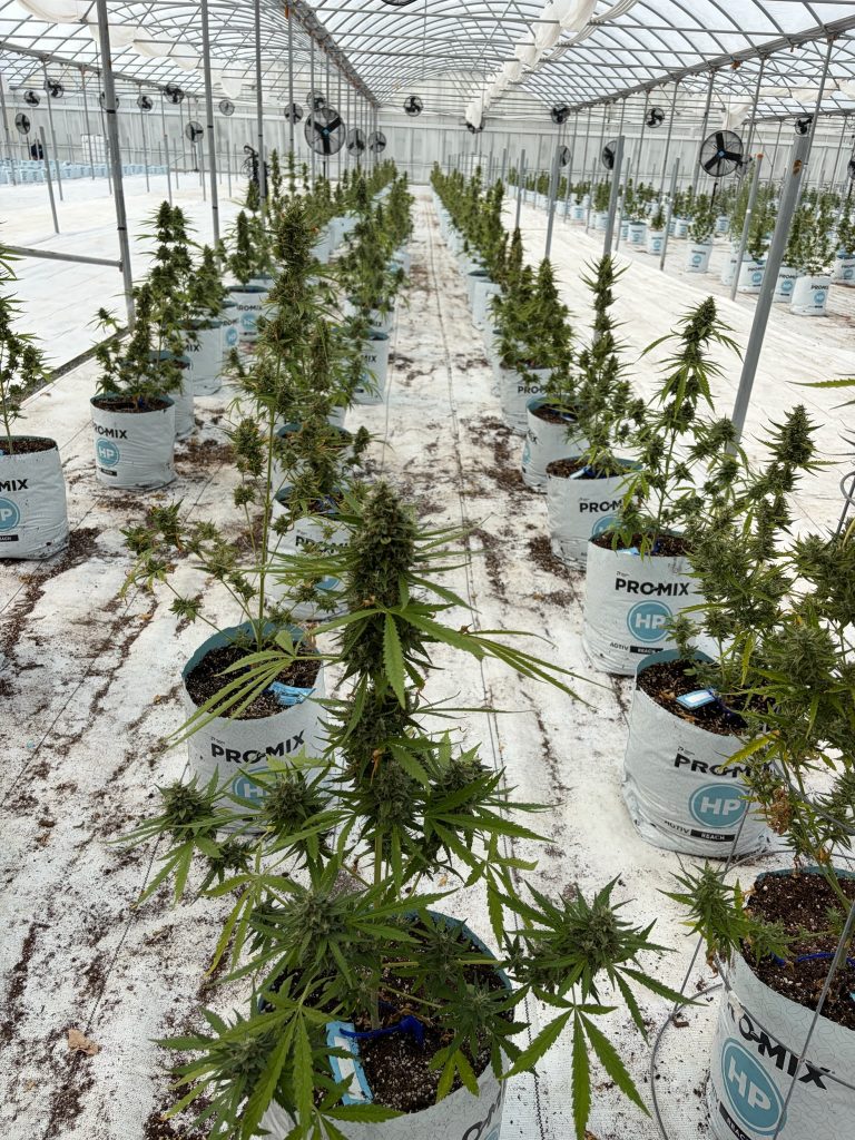 Greenhouse
